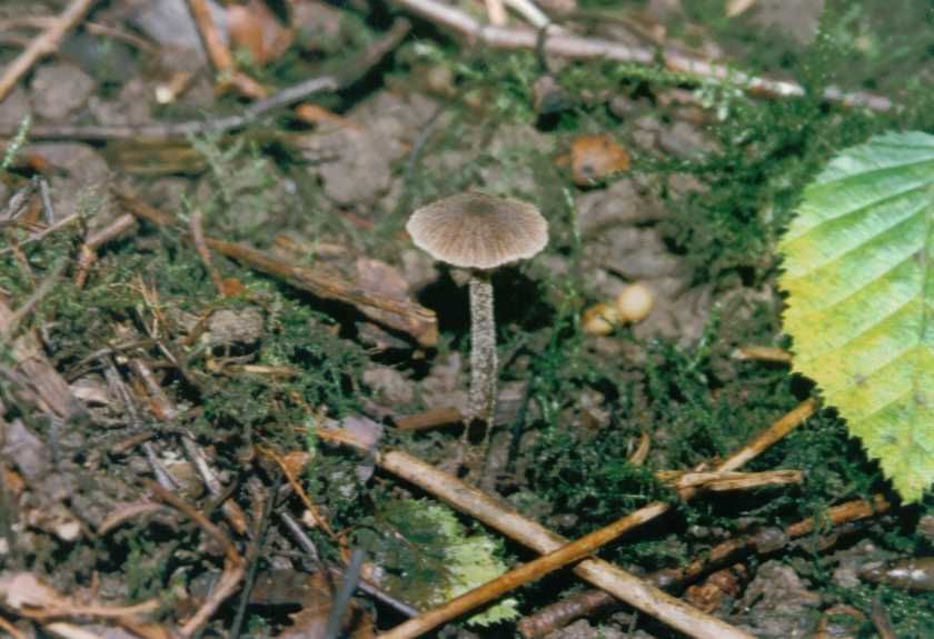 Entoloma foetidum           Hesler